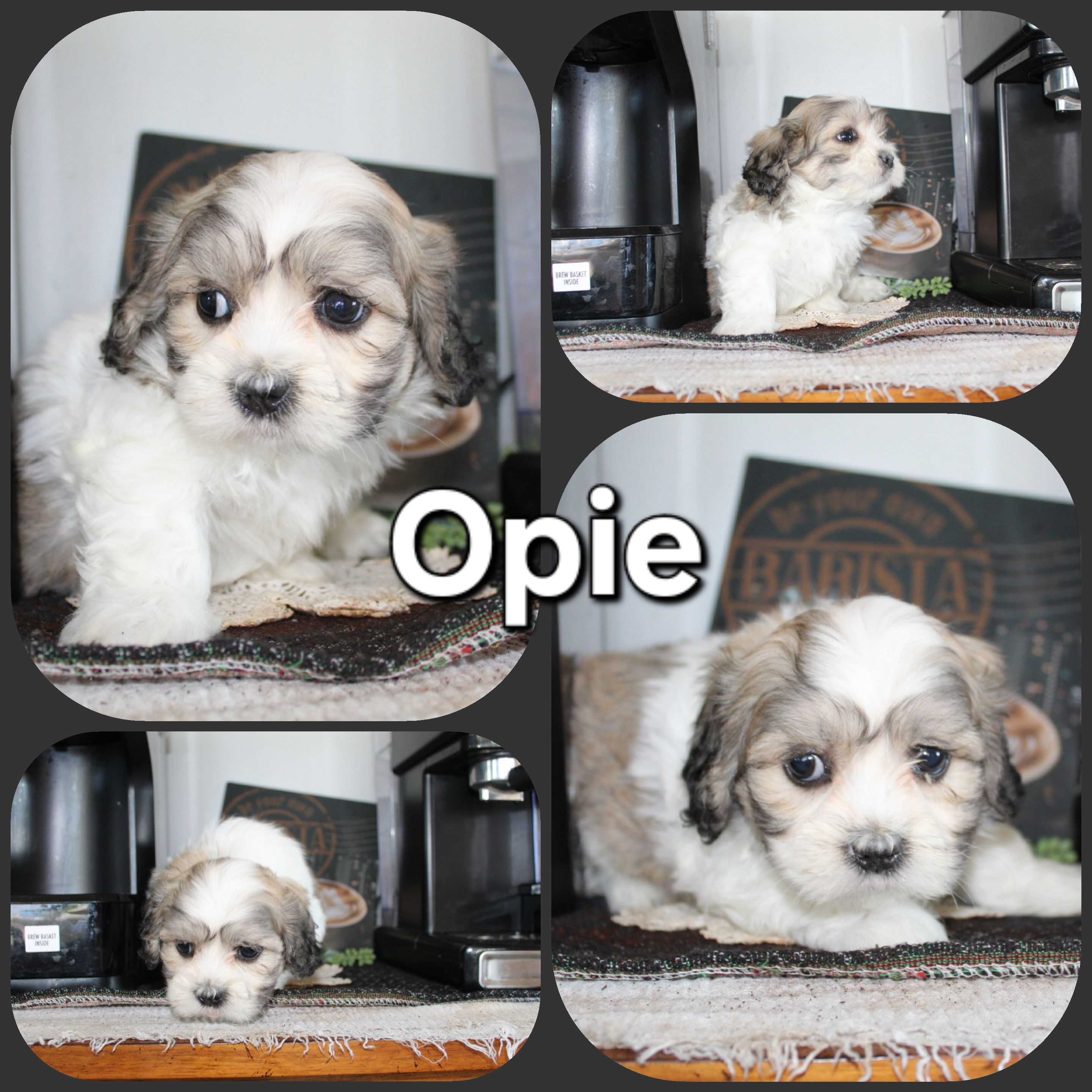 puppy, for, sale, Shih-Shon, Loren & Elaine  Nolt, dog, breeder, East Earl, PA, dog-breeder, puppy-for-sale, forsale, nearby, find, puppyfind, locator, puppylocator, aca